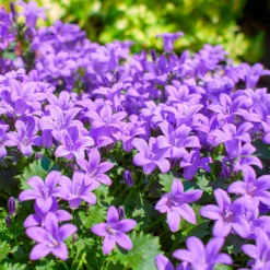 Mauer-Glockenblume - Blüten wie ein blauer Teppich