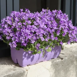 Mauer-Glockenblume - Blüten wie ein blauer Teppich