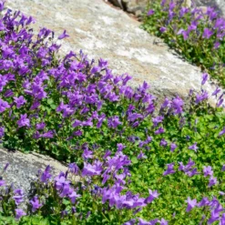 Mauer-Glockenblume - Blüten wie ein blauer Teppich