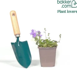 Mauer-Glockenblume - Blüten wie ein blauer Teppich