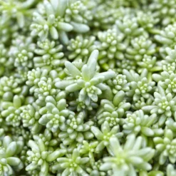 Mauerpfeffer 'Coral Carpet' - Grün-rot, robust, pflegeleicht