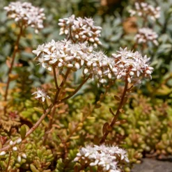 Mauerpfeffer 'Coral Carpet' - Grün-rot, robust, pflegeleicht