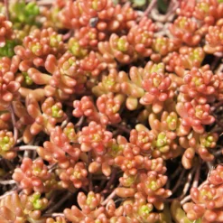 Mauerpfeffer 'Coral Carpet' - Grün-rot, robust, pflegeleicht