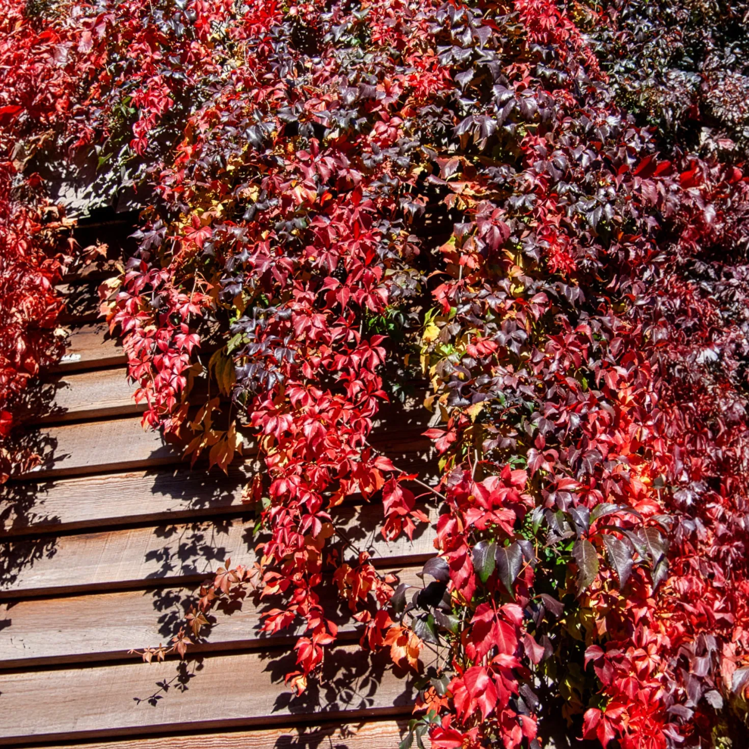 Mauerwein Red wall - Rote Wand in einer Saison