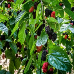 Maulbeere 'Mulle' - Süße Beeren ohne Aufwand