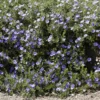 Mauretanische Winde ‘Compacta’ - Blaues Blütenmeer im Nu