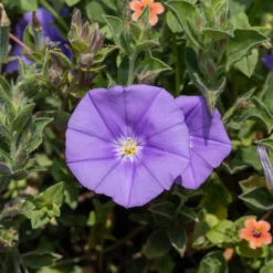 Mauretanische Winde ‘Compacta’ - Blaues Blütenmeer im Nu