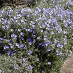 Mauretanische Winde ‘Compacta’ - Blaues Blütenmeer im Nu