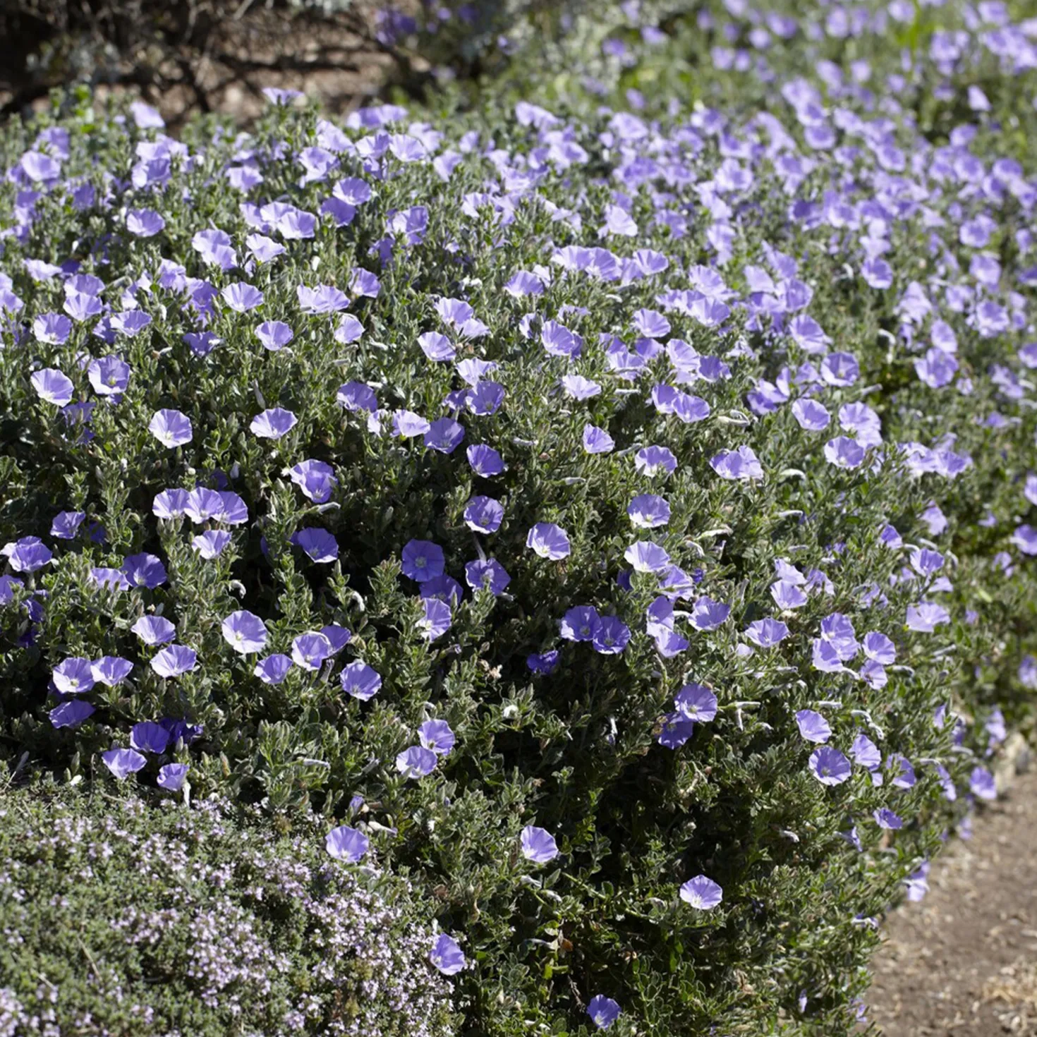 Mauretanische Winde ‘Compacta’ - Blaues Blütenmeer im Nu