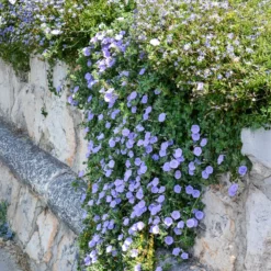 Mauritanische Winde - Blaue Blüten den ganzen Sommer
