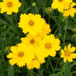 Mädchenauge ‘Etoile d'Or’ - Sonnengelb den ganzen Sommer