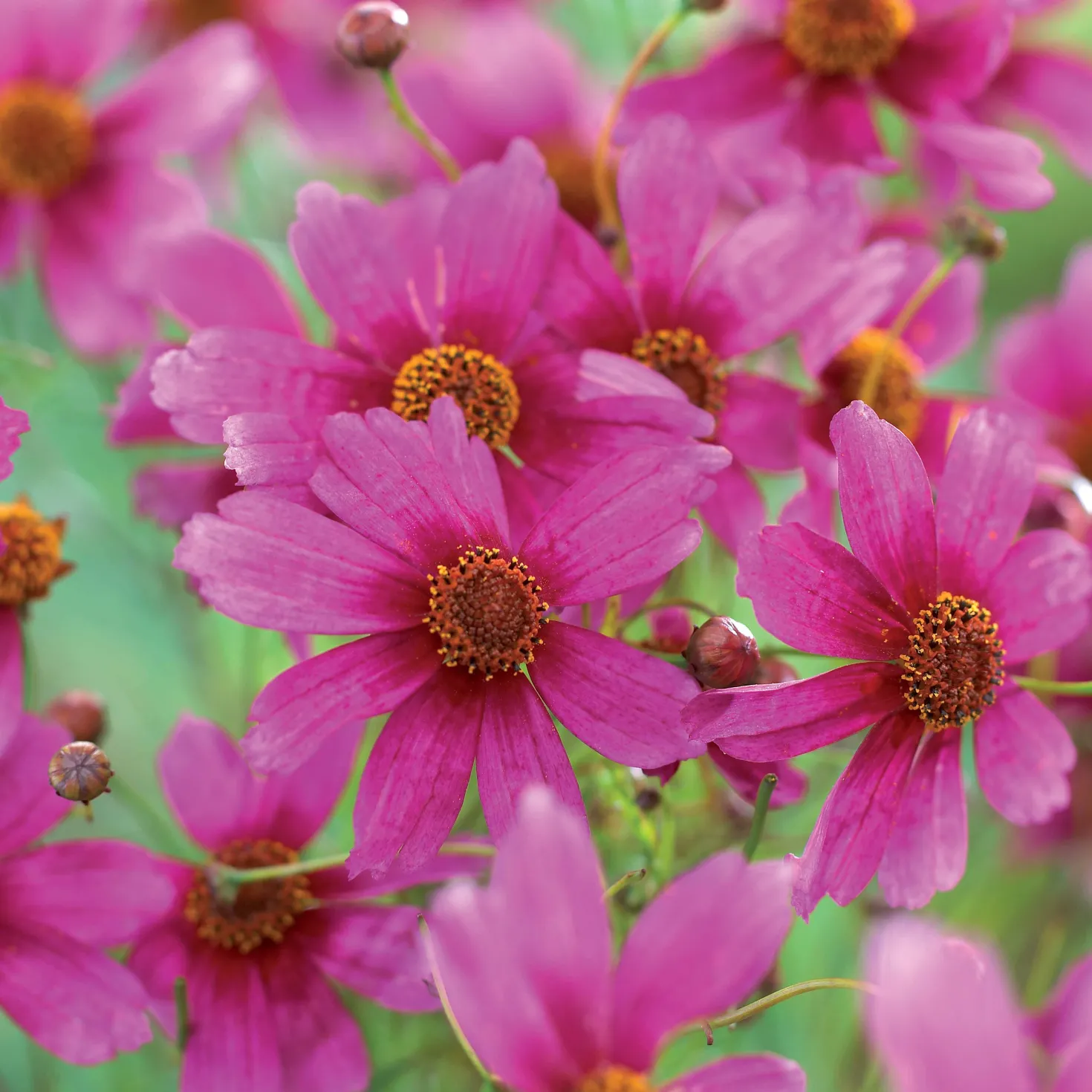 Mädchenauge ‘Heaven’s Gate’ - Rosa Blütenmeer den Sommer lang