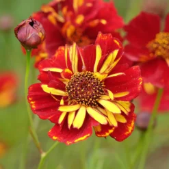 Mädchenauge Roulette - Bunte Blüten den ganzen Sommer
