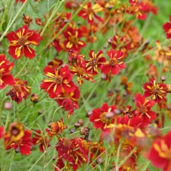Mädchenauge Roulette - Bunte Blüten den ganzen Sommer