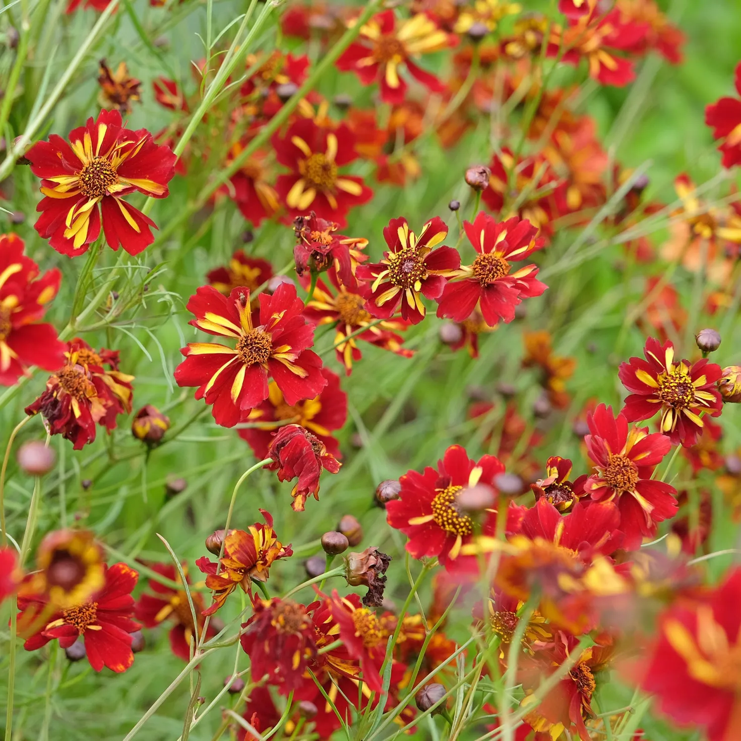 Mädchenauge Roulette - Bunte Blüten den ganzen Sommer