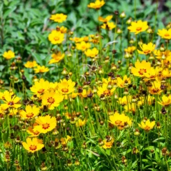 Mädchenauge - Sonnengelb den ganzen Sommer