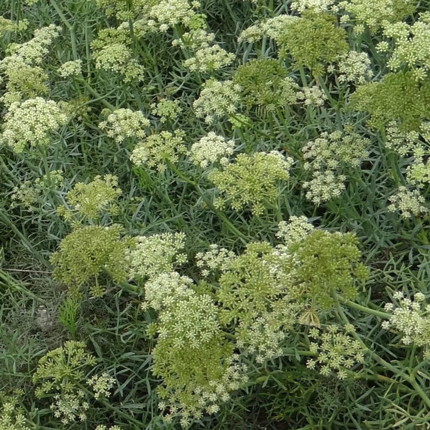 Meerfenchel - Salzig, essbar, pflegeleicht