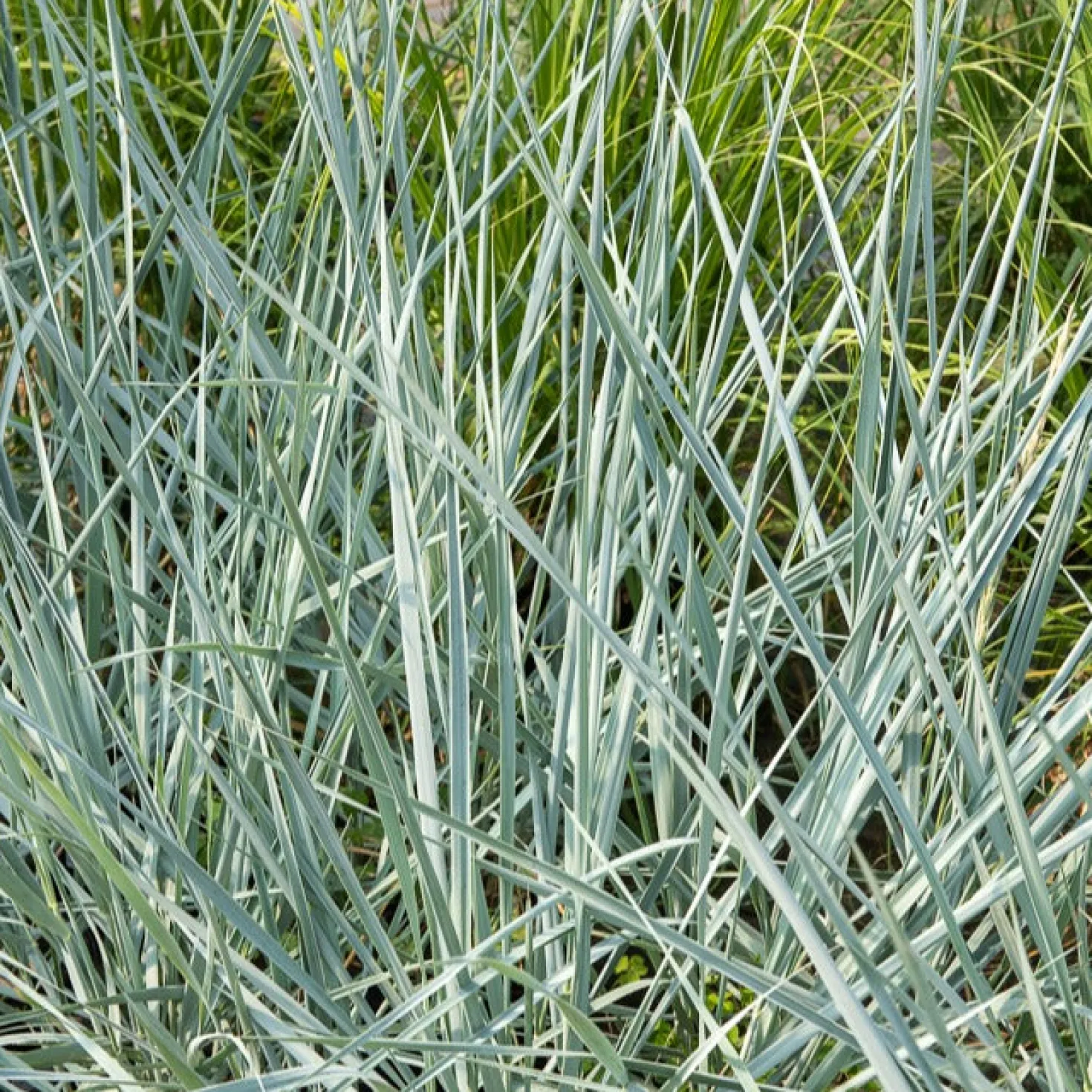 Meerroggen Blue Dune - Blaues Gras, sofort im Blick