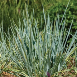 Meerroggen Blue Dune - Blaues Gras, sofort im Blick