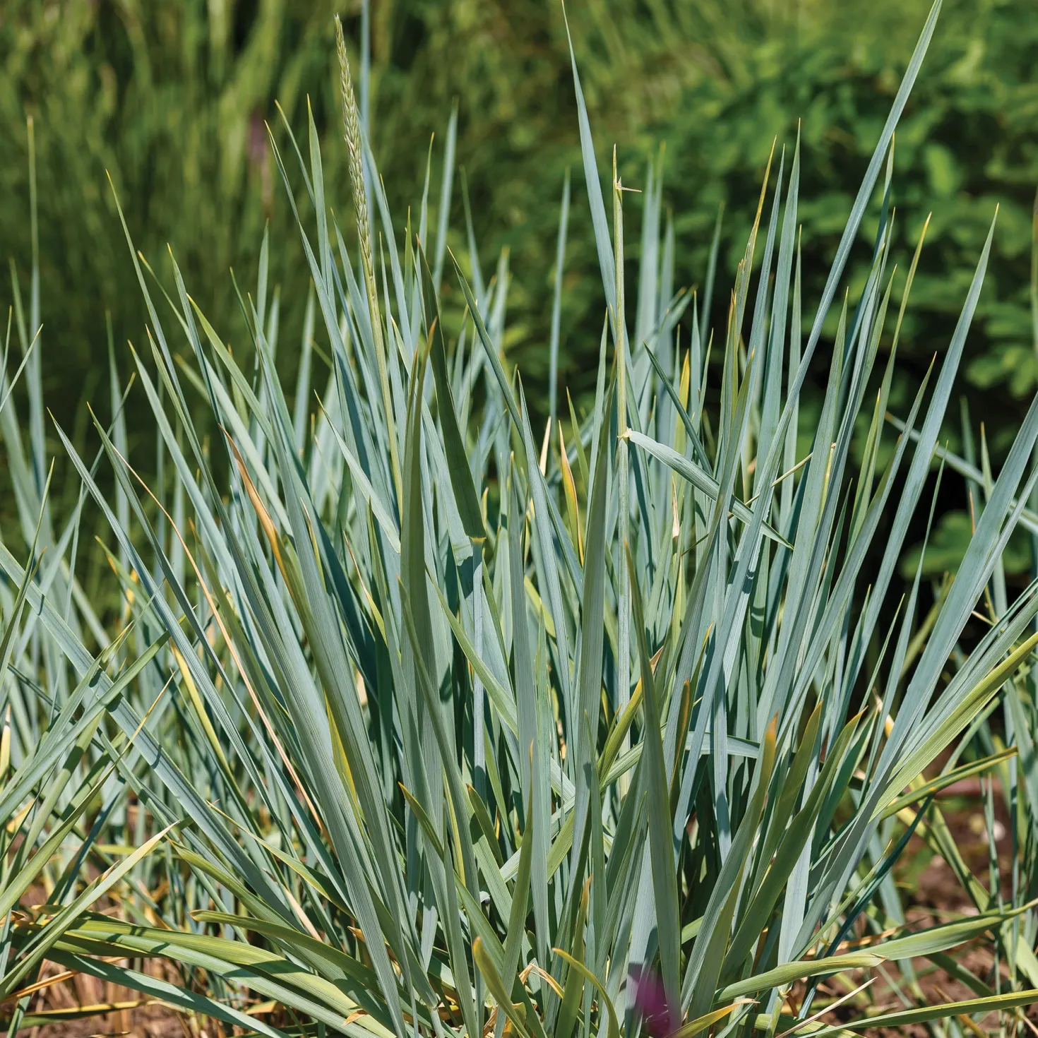 Meerroggen Blue Dune - Blaues Gras, sofort im Blick