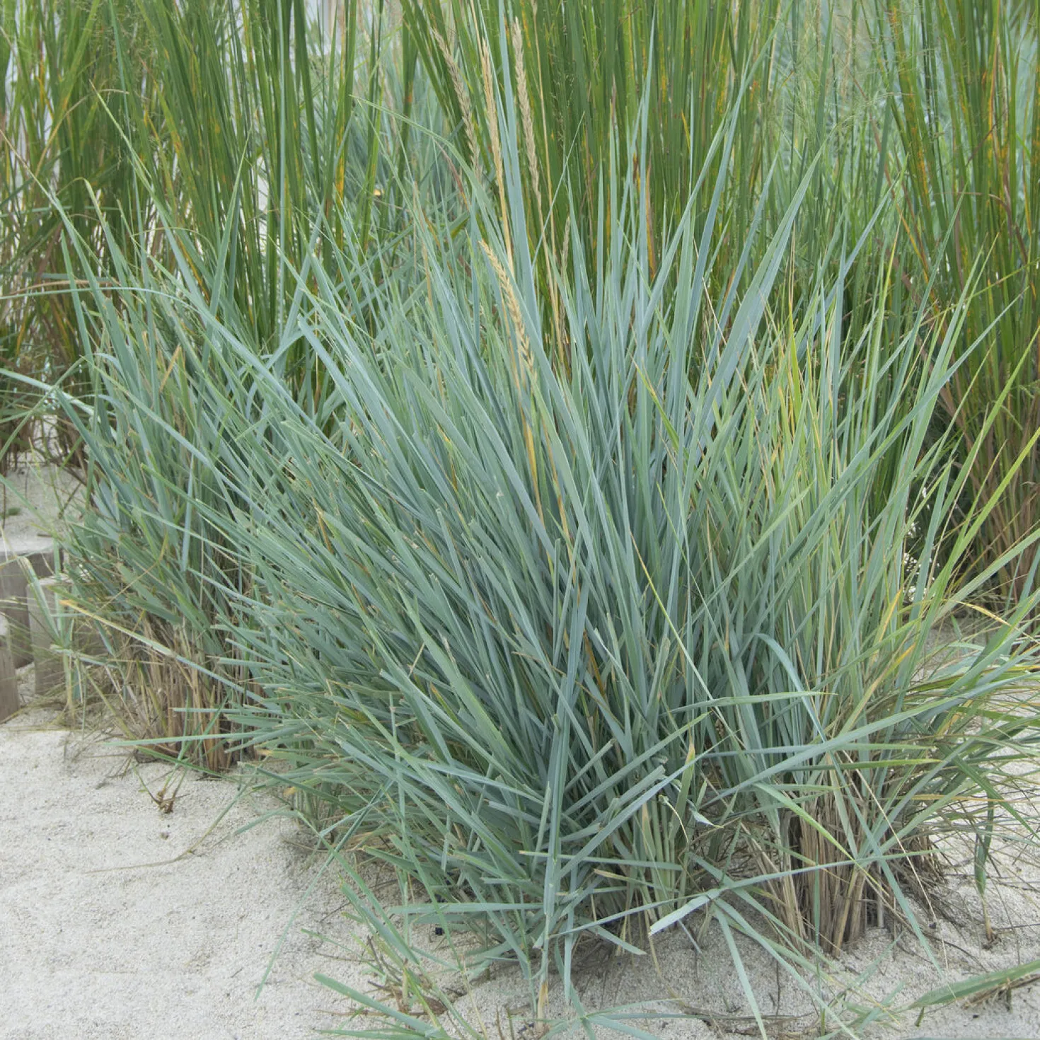 Meerroggen Blue Dune - Blaues Gras, sofort im Blick