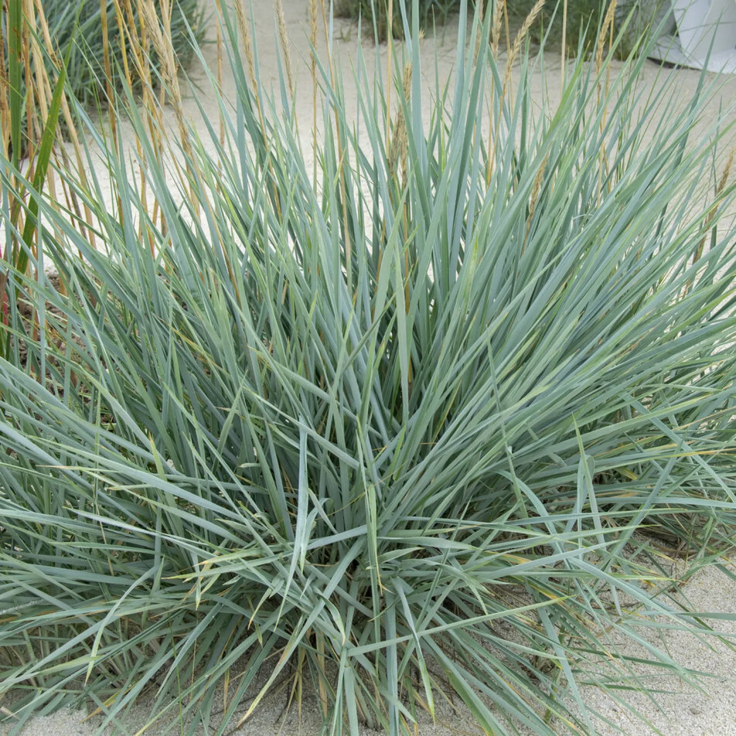 Meerroggen Blue Dune - Blaues Gras, sofort im Blick