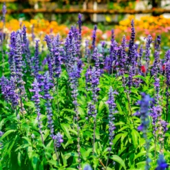 Mehlsalbei - Blaue Blüten den ganzen Sommer
