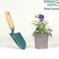 Mehlsalbei - Blaue Blüten den ganzen Sommer