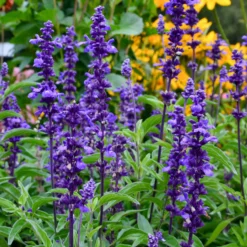 Mehlsalbei ‘Blue Plus’ - Blaue Blüten den ganzen Sommer