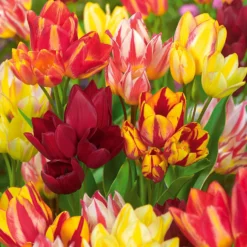 Mehrblütige Tulpen Mischung (x10) - Ein Blumenmeer aus einer Zwiebel