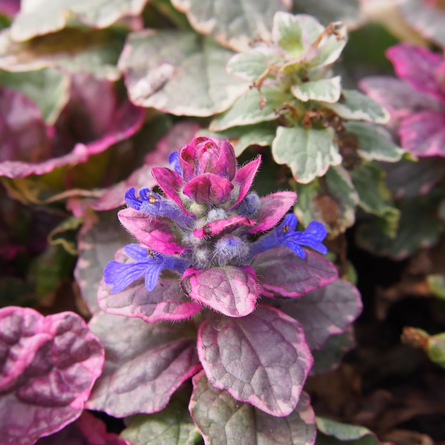 Mehrfarbiger Günsel Burgundy Glow - Farbteppich ohne Aufwand