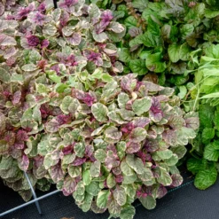 Mehrfarbiger Günsel Burgundy Glow - Farbteppich ohne Aufwand