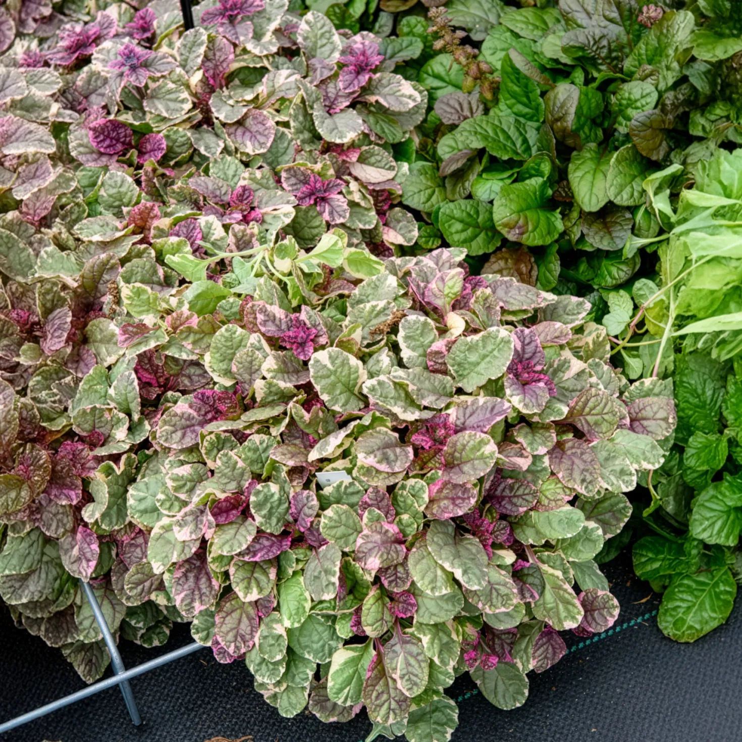 Mehrfarbiger Günsel Burgundy Glow - Farbteppich ohne Aufwand