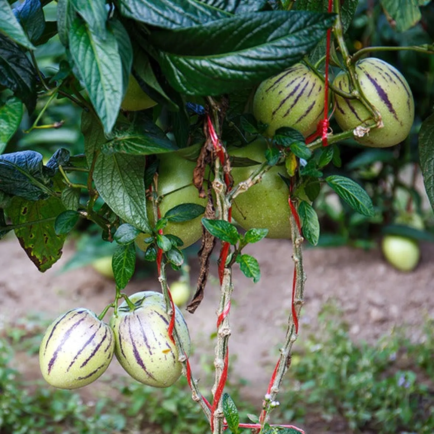 Melonenbirne - Exotische Ernte ganz einfach