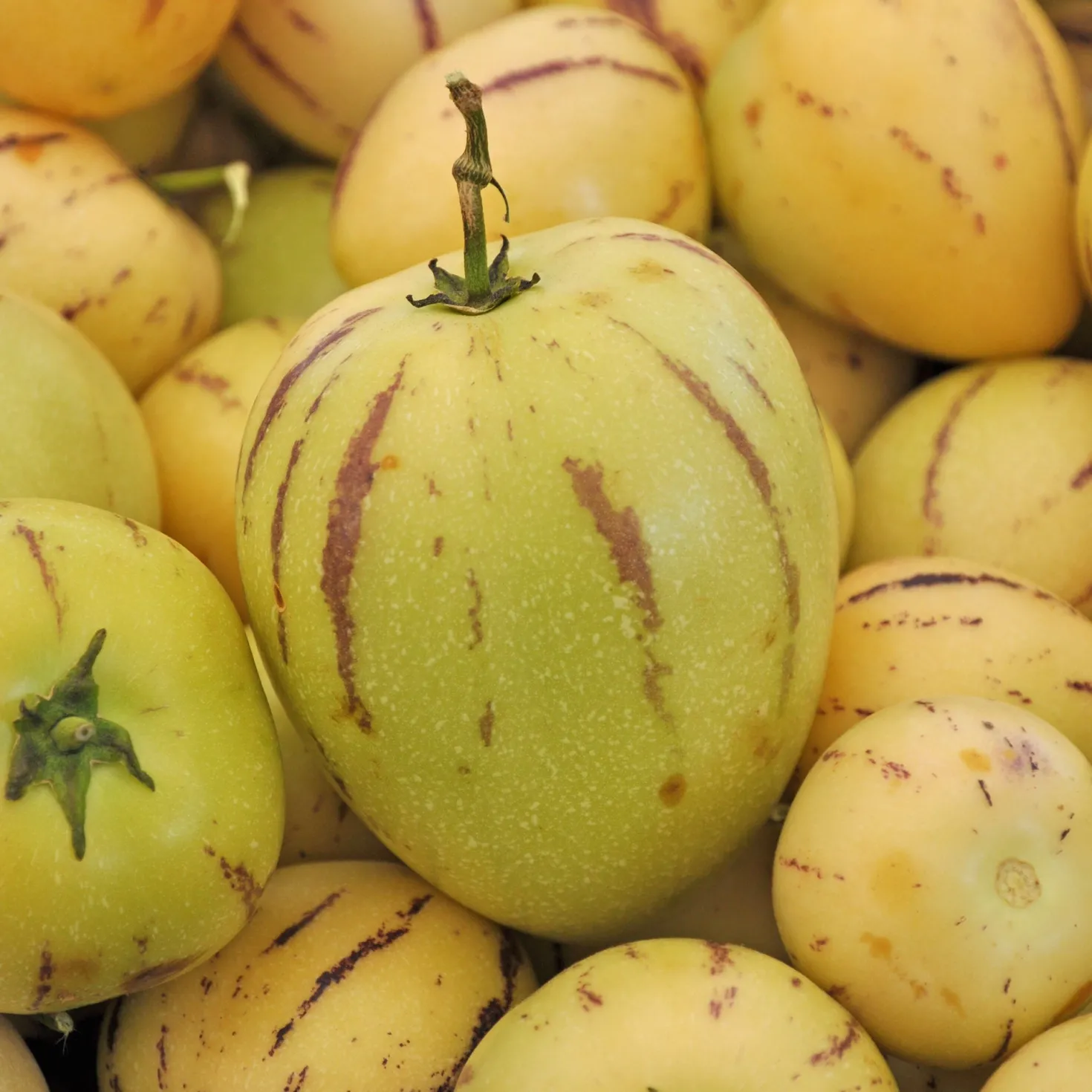 Melonenbirne - Exotische Ernte ganz einfach