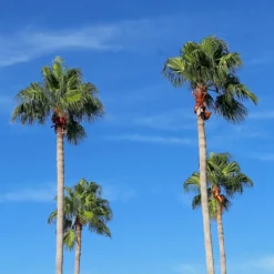 Mexikanische Fächerpalme - Urlaubsfeeling für zuhause