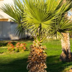 Mexikanische Fächerpalme - Urlaubsfeeling für zuhause