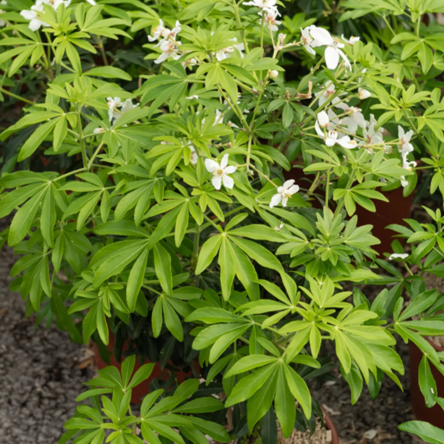 Mexikanische Orangenblume 'Greenfingers'® - Duftende Blüten das ganze Jahr