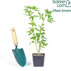 Mexikanische Orangenblume 'Greenfingers'® - Duftende Blüten das ganze Jahr