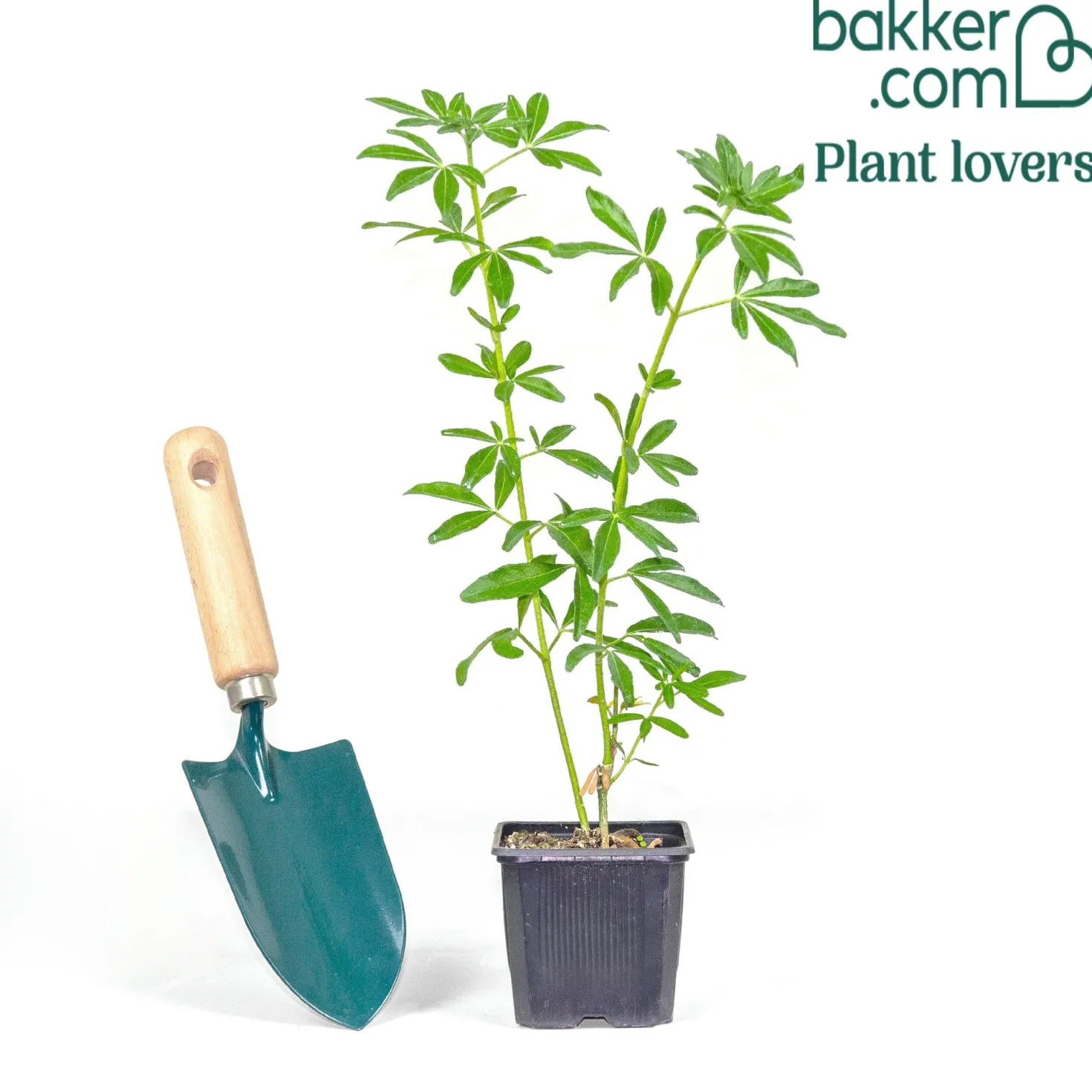 Mexikanische Orangenblume 'Greenfingers'® - Duftende Blüten das ganze Jahr