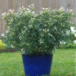 Mexikanische Orangenblume Little Bee - Duft und Blüten ohne Aufwand