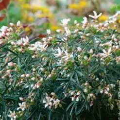 Mexikanische Orangenblume Little Bee - Duft und Blüten ohne Aufwand