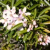 Mexikanischer Orangenblütenstrauch Apple Blossom - Zweimal blühen pro Jahr