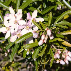 Mexikanischer Orangenblütenstrauch Apple Blossom - Zweimal blühen pro Jahr