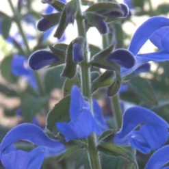 Mexikanischer Salbei - Sattes Blau den ganzen Sommer