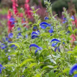 Mexikanischer Salbei - Sattes Blau den ganzen Sommer