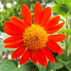 Mexikanische Sonnenblume Torch - Leuchtend orange den ganzen Sommer