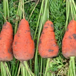 Möhre ‘De Chantenay à cœur rouge’ - Süße Möhren ganz einfach