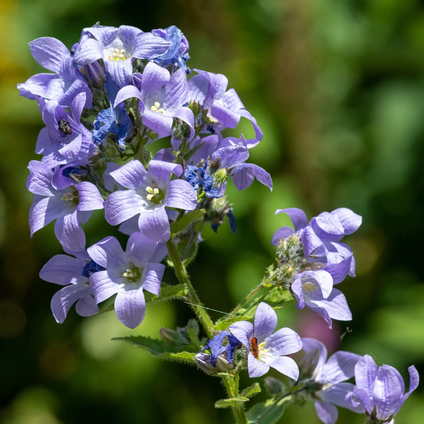 Milchige Glockenblume Prichards Variety - Blaue Blütenwolke im Beet