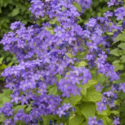 Milchige Glockenblume Prichards Variety - Blaue Blütenwolke im Beet